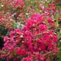 Lagerstroemia Red Imperator doniczka 0,5L