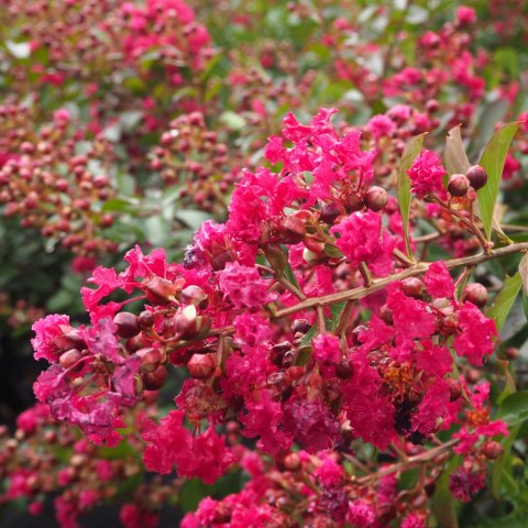 Lagerstroemia Red Imperator doniczka 0,5L Lagerstroemia Red Imperator doniczka 0,5L