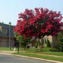 Lagerstroemia Red Imperator doniczka 0,5L