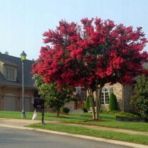 Lagerstroemia Red Imperator doniczka 0,5L Lagerstroemia Red Imperator doniczka 0,5L