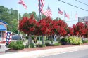 Lagerstroemia Red Imperator doniczka 0,5L