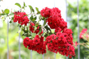 Lagerstroemia indyjska Red Imperator doniczka 2L