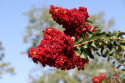 Lagerstroemia indyjska Red Imperator doniczka 2L