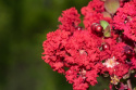Lagerstroemia indyjska Red Imperator doniczka 2L