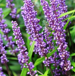 Liriope szafirkowata Big Blue doniczka 1L