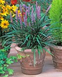 Liriope szafirkowata Big Blue doniczka 1L