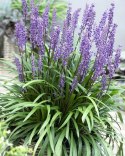 Liriope szafirkowata Big Blue doniczka 1L