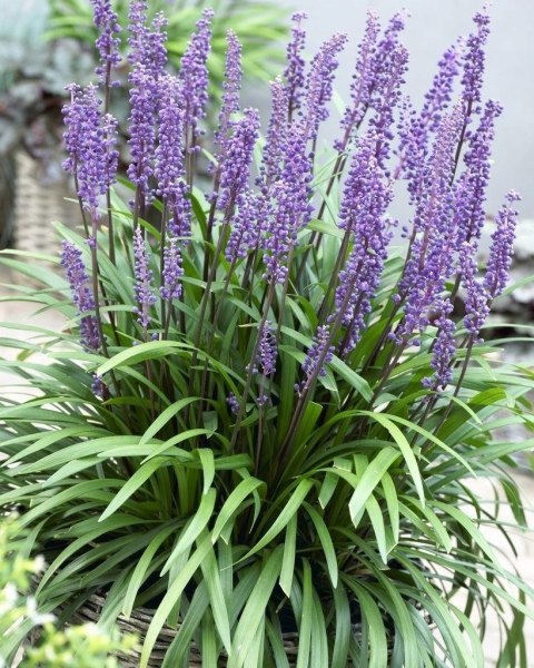 Liriope szafirkowata Big Blue doniczka 1L Liriope szafirkowata Big Blue doniczka 1L