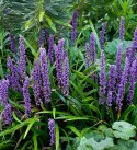 Liriope szafirkowata Big Blue doniczka 1L