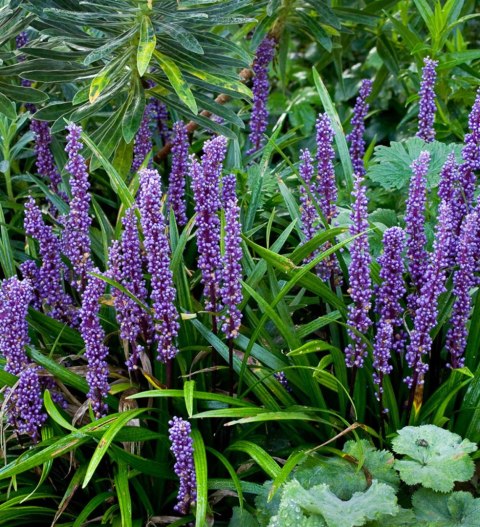 Liriope szafirkowata Big Blue doniczka 1L Liriope szafirkowata Big Blue doniczka 1L
