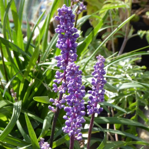 Liriope szafirkowata Big Blue doniczka 1L Liriope szafirkowata Big Blue doniczka 1L