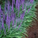 Liriope szafirkowata Big Blue doniczka 1L