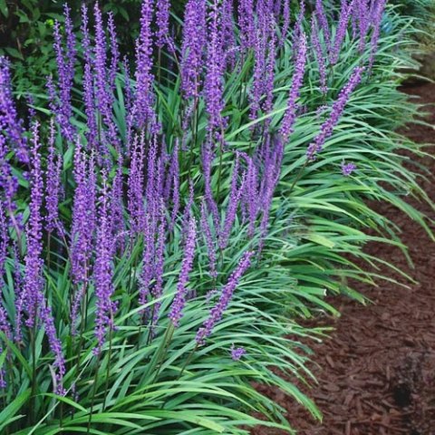 Liriope szafirkowata Big Blue doniczka 1L Liriope szafirkowata Big Blue doniczka 1L