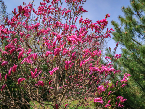 Magnolia Susan doniczka 1L Magnolia Susan doniczka 1L