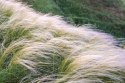 Ostnica Pony Tails doniczka 1L