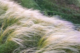 Ostnica Pony Tails doniczka 1L