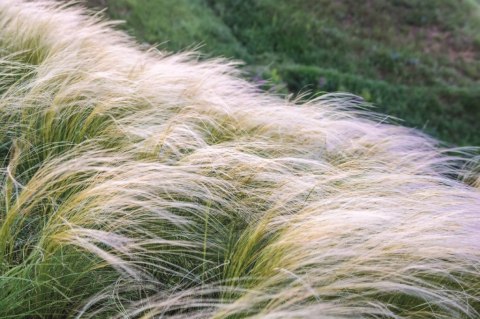 Ostnica Pony Tails doniczka 1L