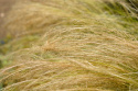 Ostnica Pony Tails doniczka 1L