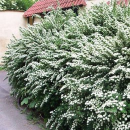 Tawuła nippońska Snowmound doniczka 1L