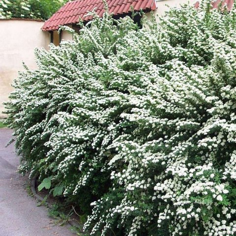 Tawuła nippońska Snowmound doniczka 1L Tawuła nippońska Snowmound doniczka 1L