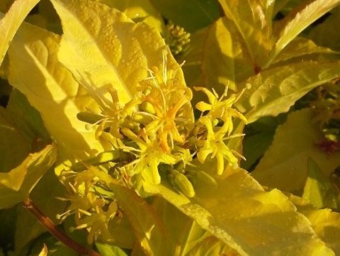 Zadrzewnia nadbrzeżna Honeybee doniczka 1L Zadrzewnia nadbrzeżna Honeybee doniczka 1L
