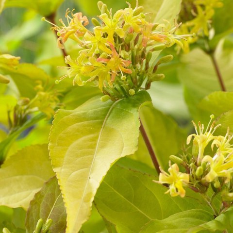 Zadrzewnia nadbrzeżna Honeybee doniczka 1L Zadrzewnia nadbrzeżna Honeybee doniczka 1L