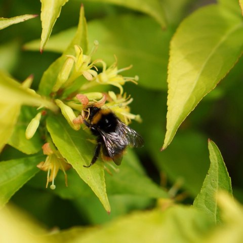 Zadrzewnia nadbrzeżna Honeybee doniczka 1L Zadrzewnia nadbrzeżna Honeybee doniczka 1L