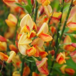 Żarnowiec dwukolorowy Apricot Gem doniczka 0,5L