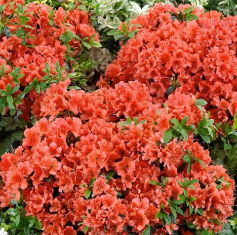 Azalia japońska Orange Beauty doniczka 2L Azalia japońska Orange Beauty doniczka 2L
