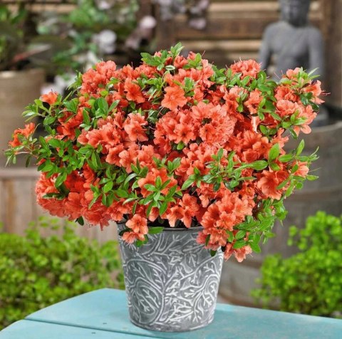 Azalia japońska Orange Beauty doniczka 2L Azalia japońska Orange Beauty doniczka 2L