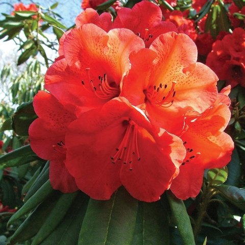 Azalia japońska Orange Beauty doniczka 2L Azalia japońska Orange Beauty doniczka 2L