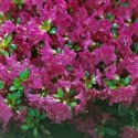 Azalia Japońska Purpurtraum doniczka 0,5L