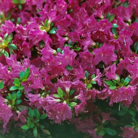 Azalia Japońska Purpurtraum doniczka 0,5L Azalia Japońska Purpurtraum doniczka 0,5L