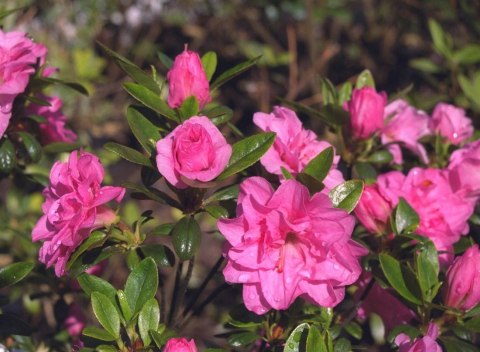 Azalia japońska Rosinetta doniczka 0,5L Azalia japońska Rosinetta doniczka 0,5L