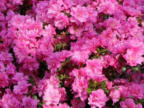 Azalia japońska Rosinetta doniczka 0,5L Azalia japońska Rosinetta doniczka 0,5L