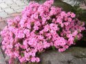 Azalia japońska Rosinetta doniczka 0,5L