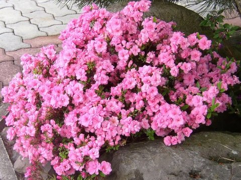 Azalia japońska Rosinetta doniczka 0,5L Azalia japońska Rosinetta doniczka 0,5L