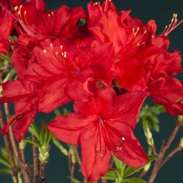 Azalia wielkokwiatowa Doloroso doniczka 5L