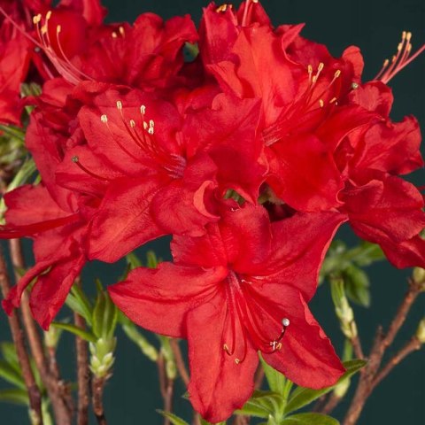 Azalia wielkokwiatowa Doloroso doniczka 5L Azalia wielkokwiatowa Doloroso doniczka 5L