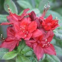 Azalia wielkokwiatowa Doloroso doniczka 5L