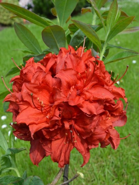 Azalia wielkokwiatowa Doloroso doniczka 5L Azalia wielkokwiatowa Doloroso doniczka 5L