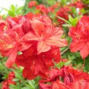 Azalia wielkokwiatowa Doloroso doniczka 5L