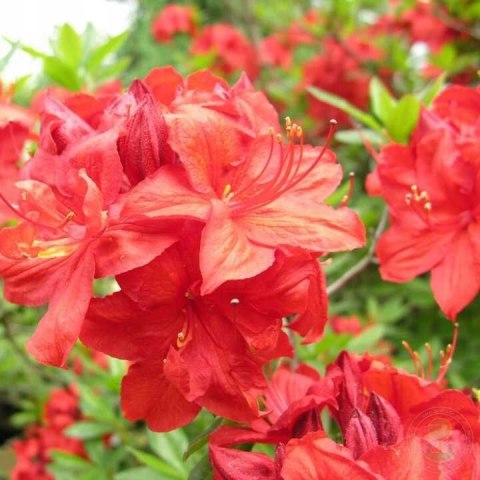 Azalia wielkokwiatowa Doloroso doniczka 5L Azalia wielkokwiatowa Doloroso doniczka 5L