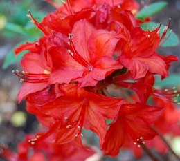 Azalia wielkokwiatowa Parkfeuer doniczka 0,5L
