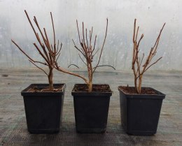 Azalia wielkokwiatowa Parkfeuer doniczka 0,5L