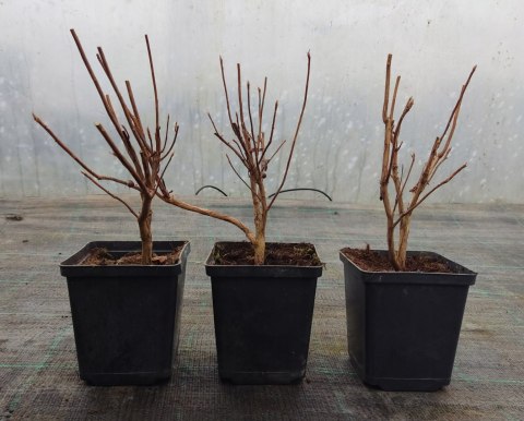 Azalia wielkokwiatowa Parkfeuer doniczka 0,5L Azalia wielkokwiatowa Parkfeuer doniczka 0,5L