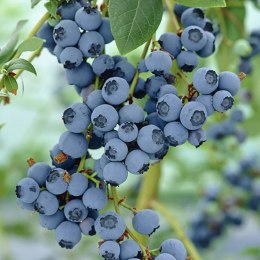 Borówka amerykańska Bluegold doniczka 3L