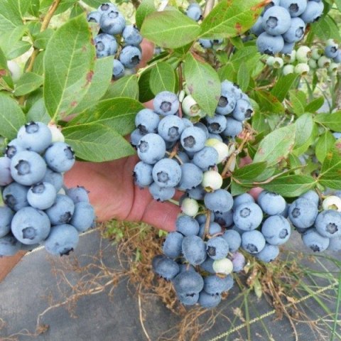 Borówka amerykańska Bluegold doniczka 3L Borówka amerykańska Bluegold doniczka 3L