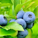 Borówka amerykańska Bluegold doniczka 3L