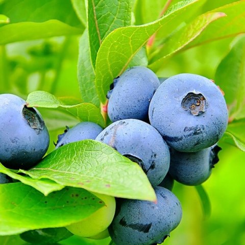 Borówka amerykańska Bluegold doniczka 3L Borówka amerykańska Bluegold doniczka 3L